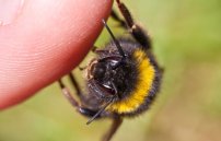 Укус пчелы в половой член: увеличение пениса укусами пчел