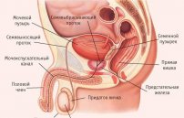 Половой член: анатомия и устройство пениса