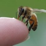 Апитерапия либо пчелоужаливание
