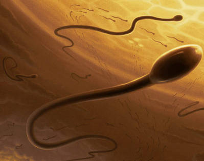Криоконсервация спермы