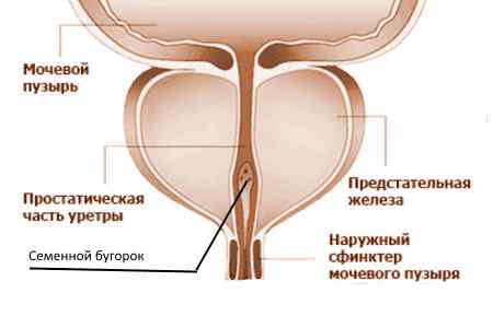 Заболевания мочеполовой системы у мужчин: симптомы и признаки