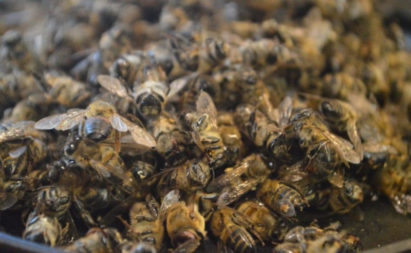 Пчелиный мор настойка на водке применение при простатите