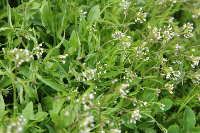 Мужской климакс: симптомы, лечение, возраст, в котором возможна андропауза