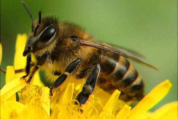 Безумные последствия укусов пчел в член