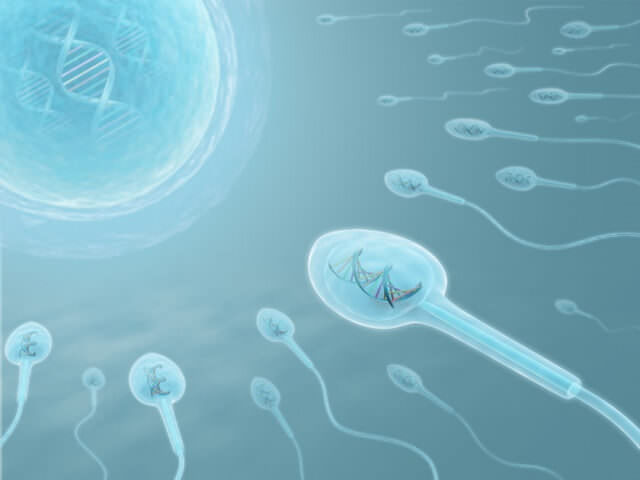 Определение фрагментации сперматозоида