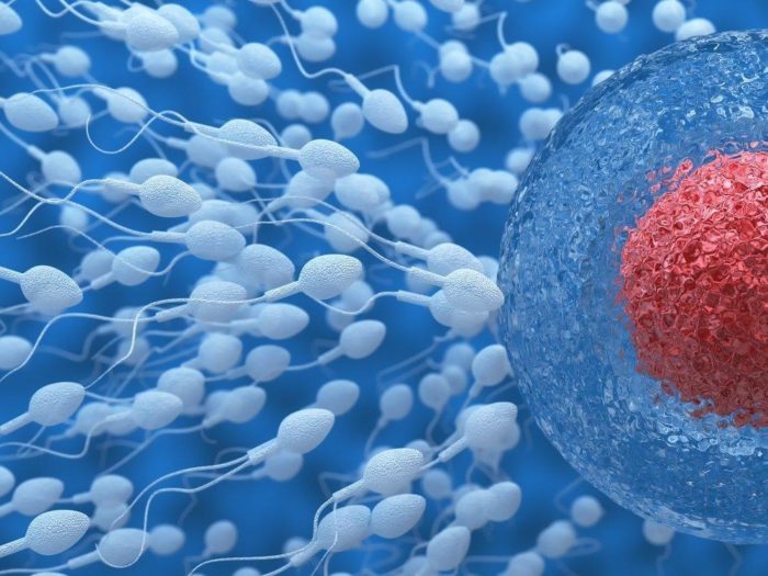 Определение фрагментации сперматозоида
