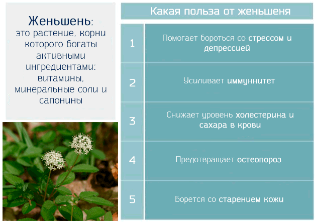 Настойка женьшеня для потенции: как принимать?