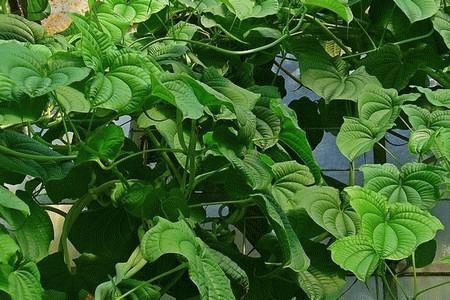 Biomanix (Биоманикс) капсулы для мужчин. Обзор препарата Биоманикс