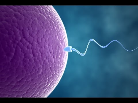 Сколько живут сперматозоиды после эякуляции