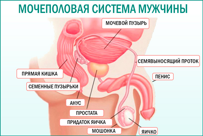 Лечение простатита лазером: эффективность методики, противопоказания к проведению процедуры, отзывы пациентов