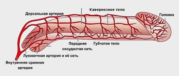 Допплерография сосудов мужского полового органа
